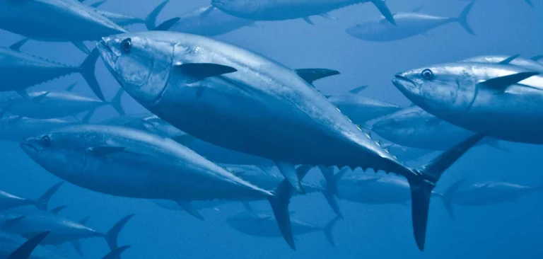 Part 3 – Tuna Terror: Unmasking the Can of Worms in Your Pantry